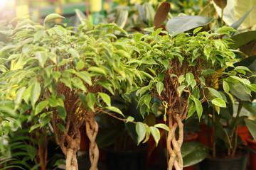 Houseplant in pot selected focus glare green fresh