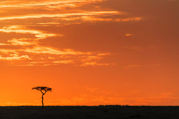 Fototapeta na wymiar Acacia tree on the horizon at sunrise in the Masai Mara