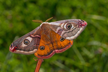 30.03.2019 DE, NRW, Leverkusen Kleines Nachtpfauenauge, Gynander Saturnia pavonia