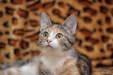 tricolor striped young cat on the couch