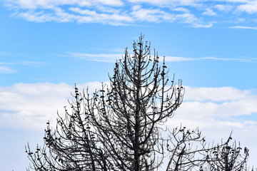 All you need is pure air to breathe