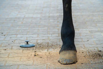 Hind leg of a horse after cleaning with a curry-comb. Ground is covered with brushed down dirt....