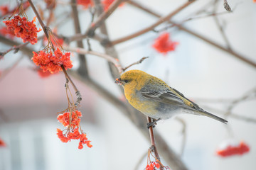 Pine grosbeak (Pinicola enucleator) male bird feeding on Sorbus berries