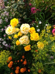 flowers in the garden