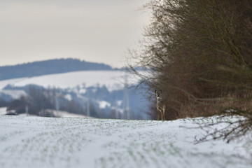 Roe deer in the snow in winter looking for food