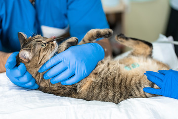 Veterinarians carry through. an ultrasound examination of a domestic cat