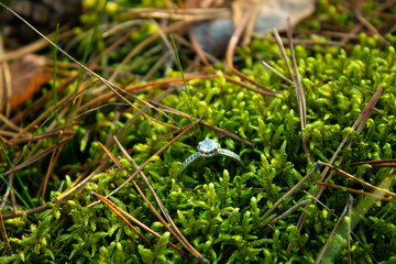  A ring with a precious stone lies among the moss and pine needles in the sun