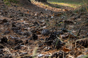  Pine cones lie on the ground among pine needles in the forest on a sunny day.