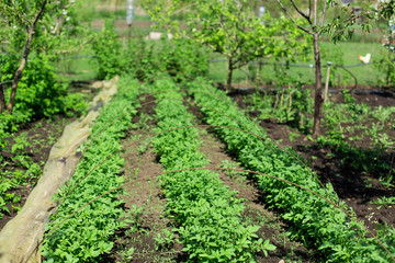 Fototapeta na wymiar garden with potatoes planted in rows. Agriculture concept