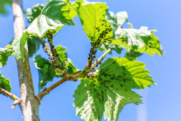 Aphid eats leaves of a tree. Tree disease