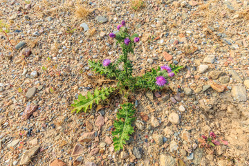 Long-spiked thistle or multi-leafed thistle, Carduus acanthoides, on the banks of the Dutch river Waal in Millingerwaard blooming with purple flowers