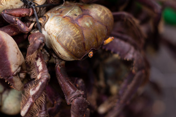 Crabs with reddish shell and front legs finished in tweezers. Food of marine origin. Approach to edible animal of marine origin.