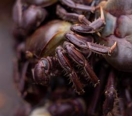 Crabs with reddish shell and front legs finished in tweezers. Food of marine origin. Approach to edible animal of marine origin.