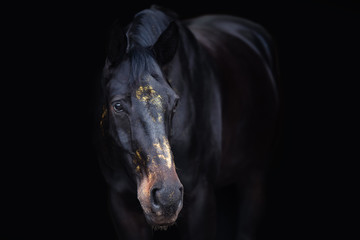 Fototapeta na wymiar Schwarzes Pferd im Studio mit goldenem Glitzer