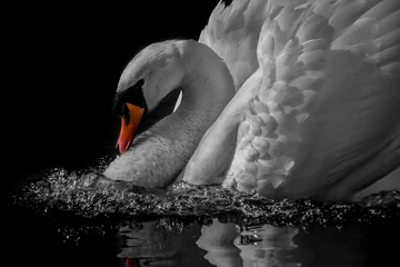 Deurstickers swan lake © Leanne
