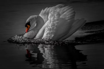  swan lake black white orange beak pop © Leanne