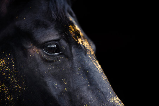 Detail eines Pferdekopf im Studio mit Glitzer in Gold