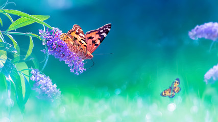 Fototapeta na wymiar Beautiful butterflies and lilac summer flowers on a background of green foliage and grass in a fairy garden. Macro artistic image. Banner format. Copy space.