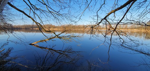 Fototapeta premium reflection of trees in water