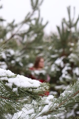 snow covered trees11