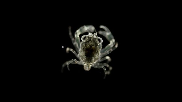 The crab larva under the microscope, at the megalope stage, has already sunk to the bottom and after molting will become a full-fledged small crab 4K