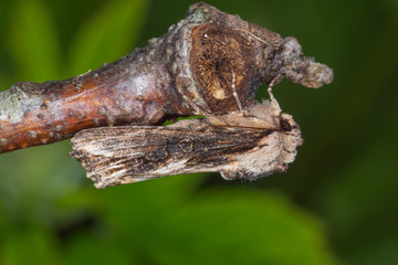 17.05.2019 DE, RLP, Mosel, Leiwen Holzrindeneule Egira conspicillaris (LINNAEUS, 1758)