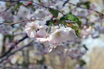 Branches of a blossoming Japanese cherry on a background of blue sky in a park, in a natural environment, spring