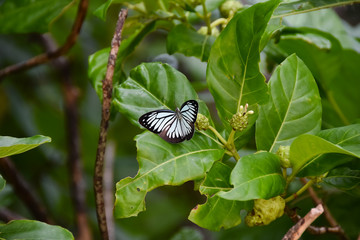 Ein Schmetterling sitzt auf einem Blatt