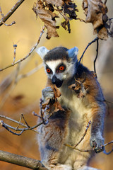 The ring-tailed lemur (Lemur catta) sits in a thicket and eats leaves.Portrait of a glowing lemur with very colorful background.