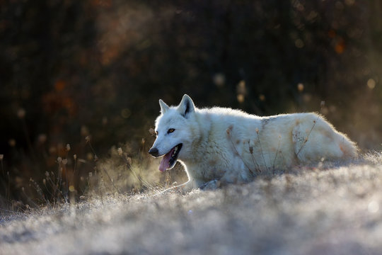 The Hudson Bay wolf (Canis lupus hudsonicus) subspecies of the wolf (Canis lupus) also known as the grey/gray wolf. Young female in a frosty morning.White wolf with steam at the mouth.
