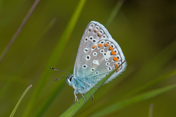 17.05.2019 DE, RLP, Schönecken Hauhechel-Bläuling Polyommatus icarus (ROTTEMBURG, 1775)