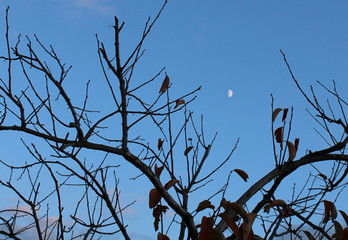 Moon in the evening sky.