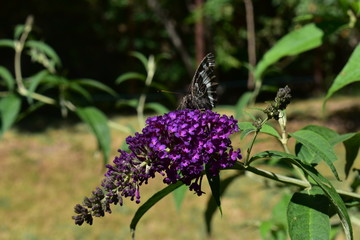 Papillon