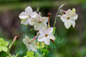 Many delicate white flowers of Nicotiana alata plant, commonly known as  jasmine tobacco, sweet tobacco,  winged tobacco, tanbaku or Persian tobacco, in a garden in a sunny summer day