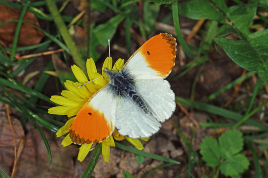 16.04.2019 DE, NRW, Leverkusen Aurorafalter Anthocharis cardamines (LINNAEUS, 1758)