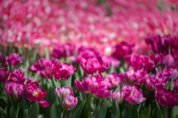 Background of purple and pind tulips