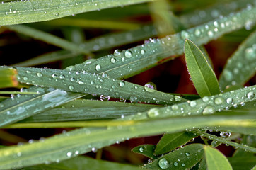 Dew on the grass
