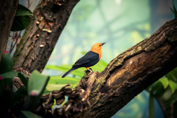 Scarlet-headed Blackbird, Amblyramphus holosericeus, black bird with orange red head in the tropic jungle forest.