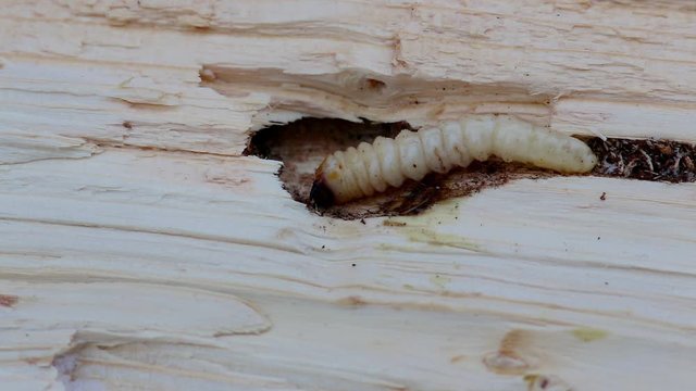Longhorn Beetle Larva. Presumably Monochamus Sartor Beetle Larva. The nasty worm moves in a tunnel gnawed in spruce wood