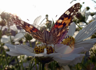 Painted lady (vanessa cardui) butterfly