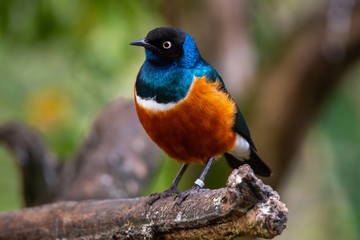 Dreifarben- Glanzstar