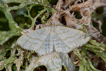 17.05.2019 DE, RLP, Mosel, Leiwen Graulinien-Zwergspanner Idaea subsericeata (HAWORTH, [1809])
