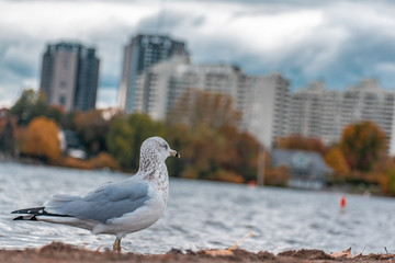 seagull on post