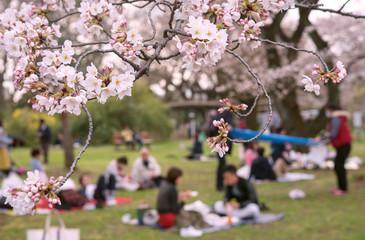 Picnic under sakura trees (Hanami) in Tokyo, Japan　東京の公園で花見をする人々