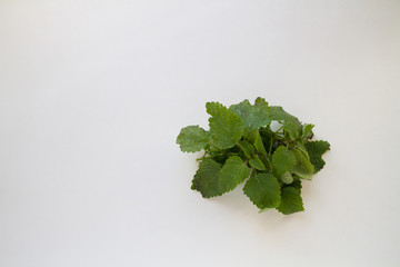 A sprig of Melissa on a white background