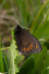 17.05.2019 DE, RLP, Schönecken Rundaugen-Mohrenfalter Erebia medusa ([DENIS & SCHIFFERMÃœLLER], 1775)