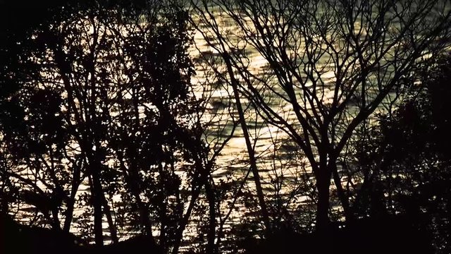 ゆれる木と流れる大河