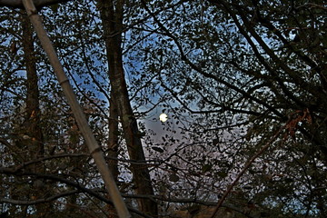 tree in the forest