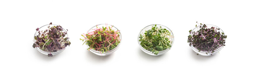 Different micro greens in glass plates isolated on white