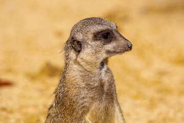 Portrait Erdmännchen